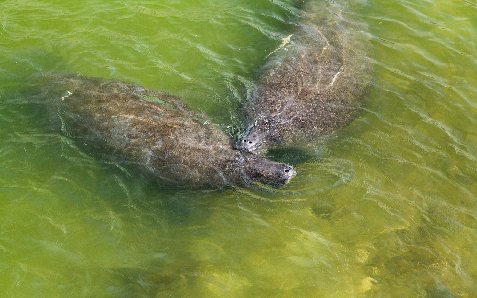 Manatees swimming in Everglades National Park, Florida, USA.