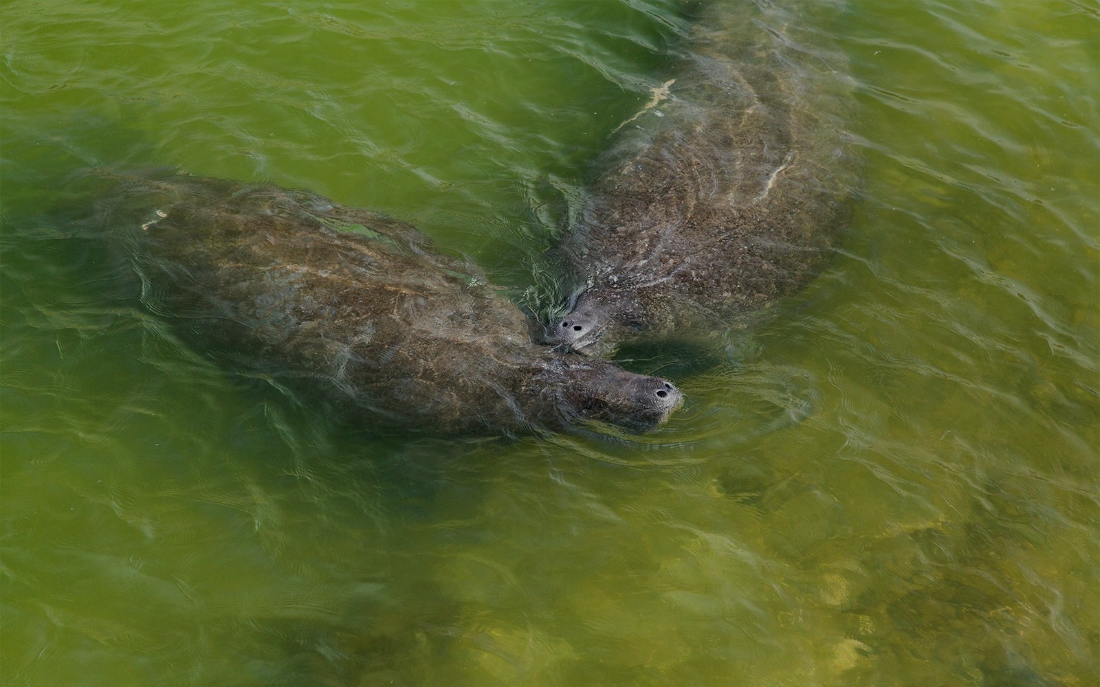 Manatees swimming in Everglades National Park, Florida, USA.