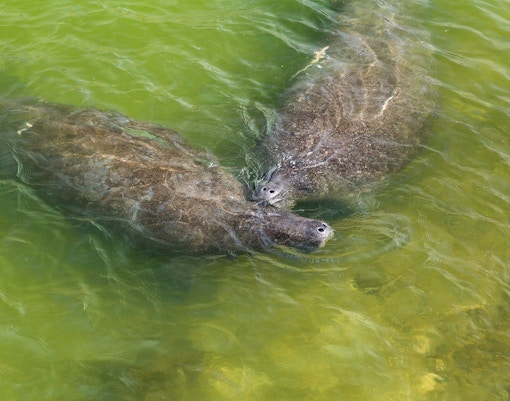 Two manatees swimming in Everglades National Park, Florida, USA.