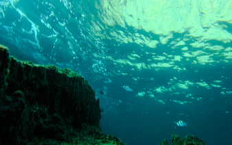 Underwater view with coral reef and fish near Koh Phi Phi, Thailand.