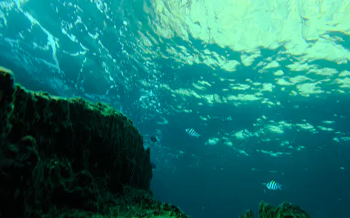 Underwater view with coral reef and fish near Koh Phi Phi, Thailand.