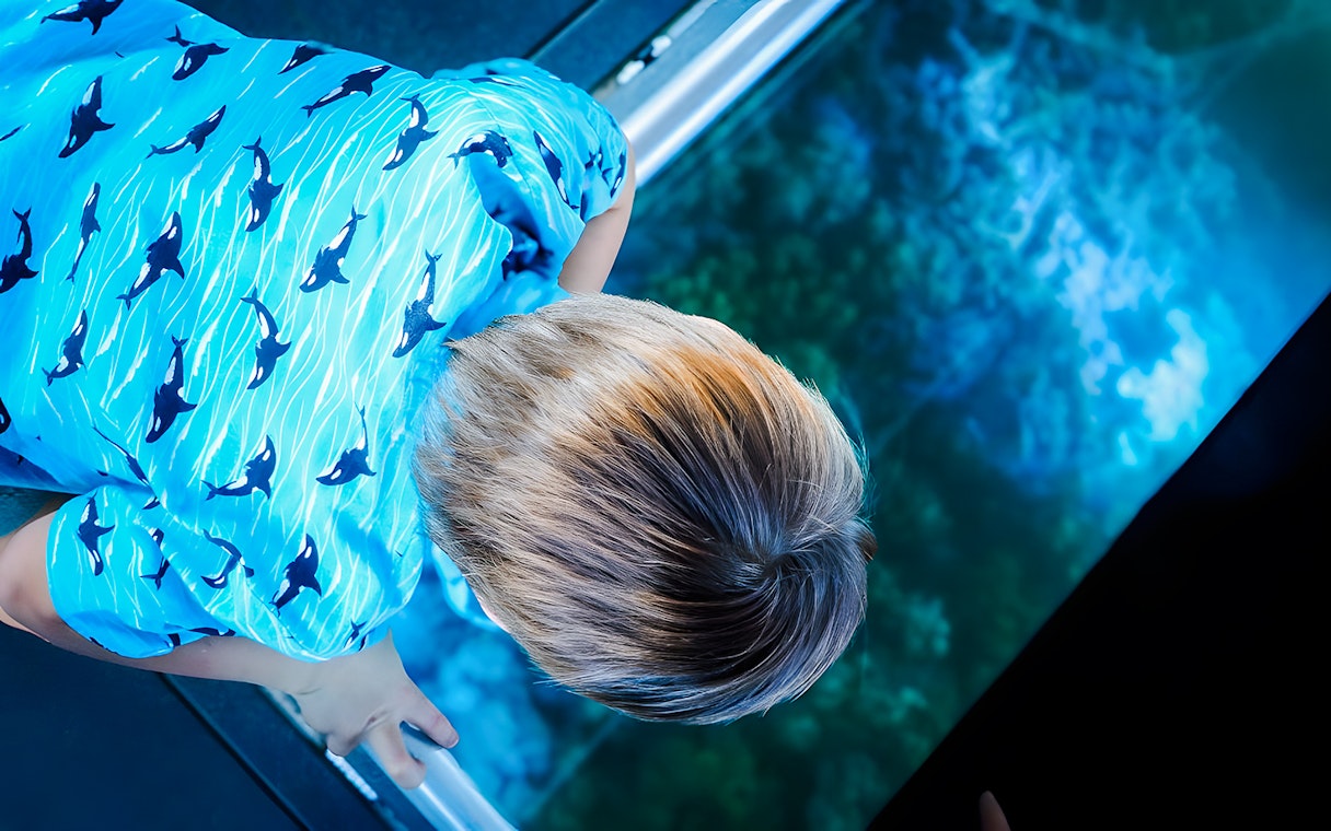 Child viewing coral through glass floor on Airlie Beach Glass Bottom Boat tour.