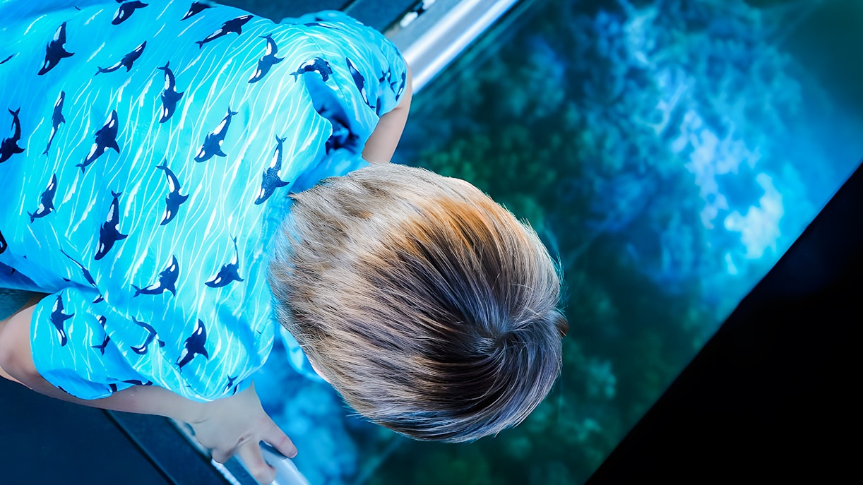 Child viewing coral through glass floor on Airlie Beach Glass Bottom Boat tour.