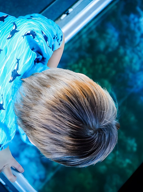 Child viewing coral through glass floor on Airlie Beach Glass Bottom Boat tour.