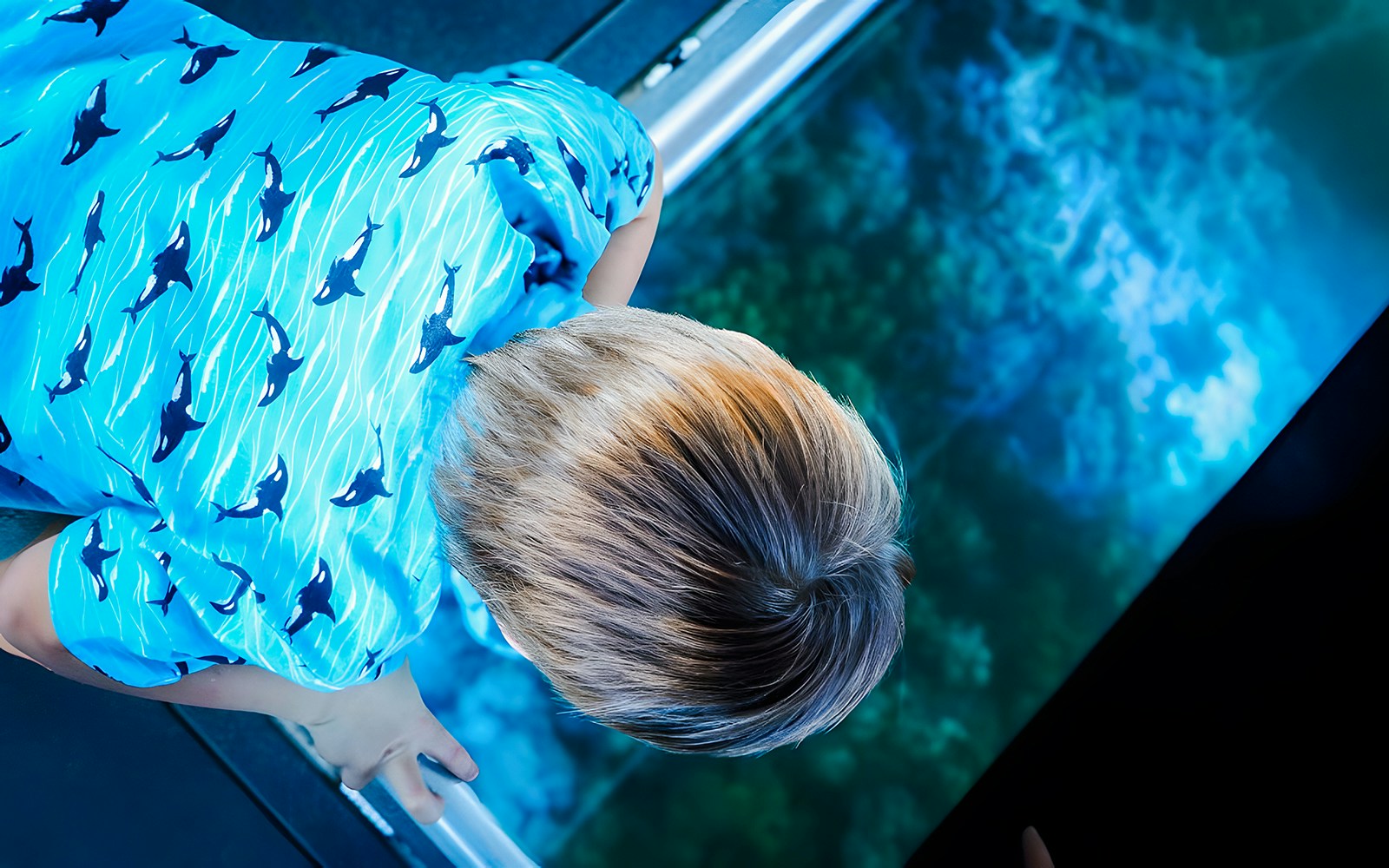 People observing marine life through glass floor on Airlie Beach Glass Bottom Boat tour.