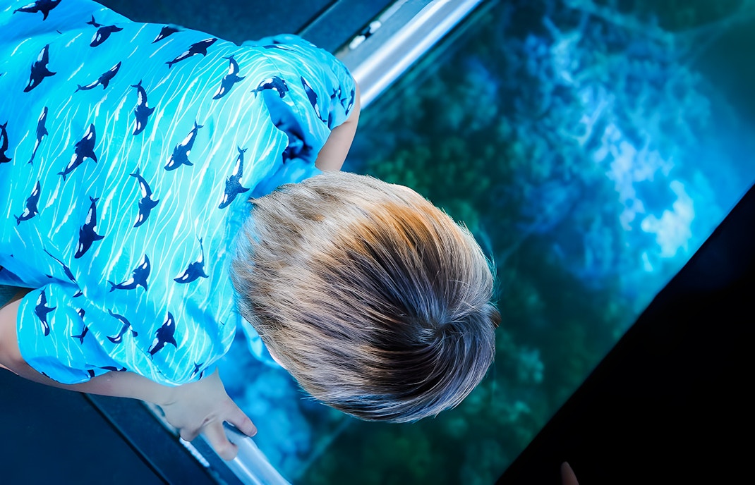 Child viewing coral through glass floor on Airlie Beach Glass Bottom Boat tour.