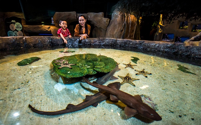 Visitors observing starfish and small sharks in a touch pool at Aquaria KLCC.