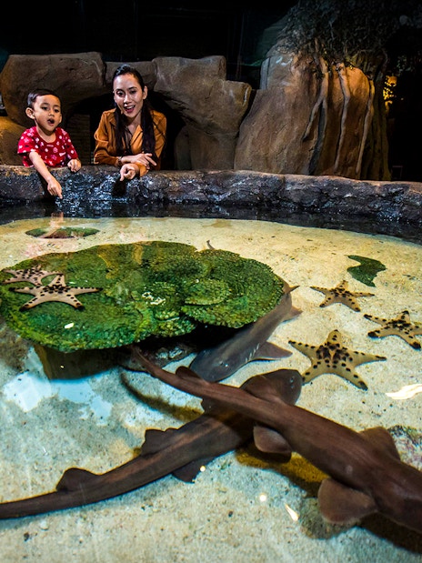 Visitors observing starfish and small sharks in a touch pool at Aquaria KLCC.