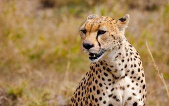 da arusha: safari “big five” in campeggio nel serengeti e nel cratere di ngorongoro, con partecipazione di gruppo-6