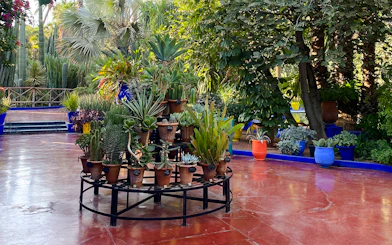 Potted cacti and succulents in Jardin Majorelle, Marrakech.