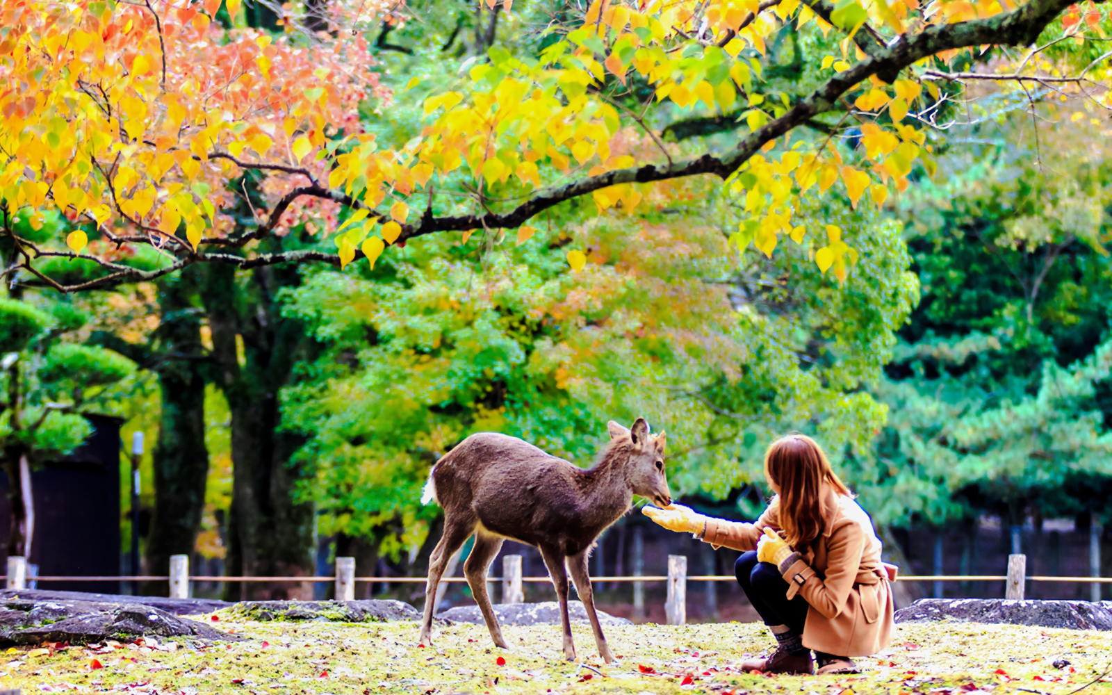 Feeding a deer at Nara Deer Park, Japan, with autumn foliage in the background.