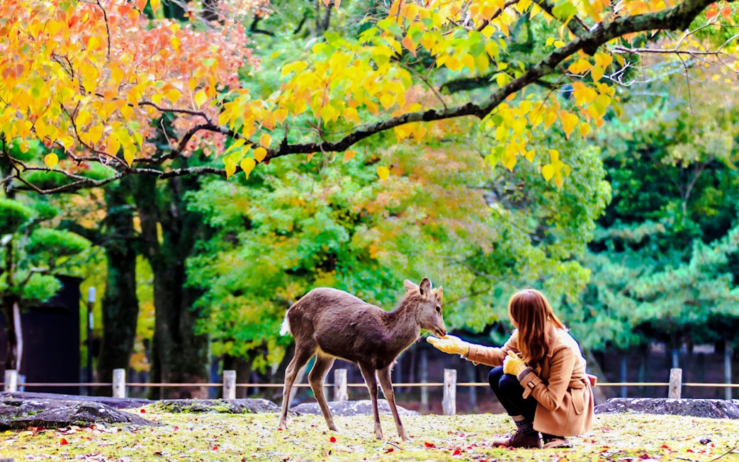 Feeding a deer at Nara Deer Park, Japan, with autumn foliage in the background.