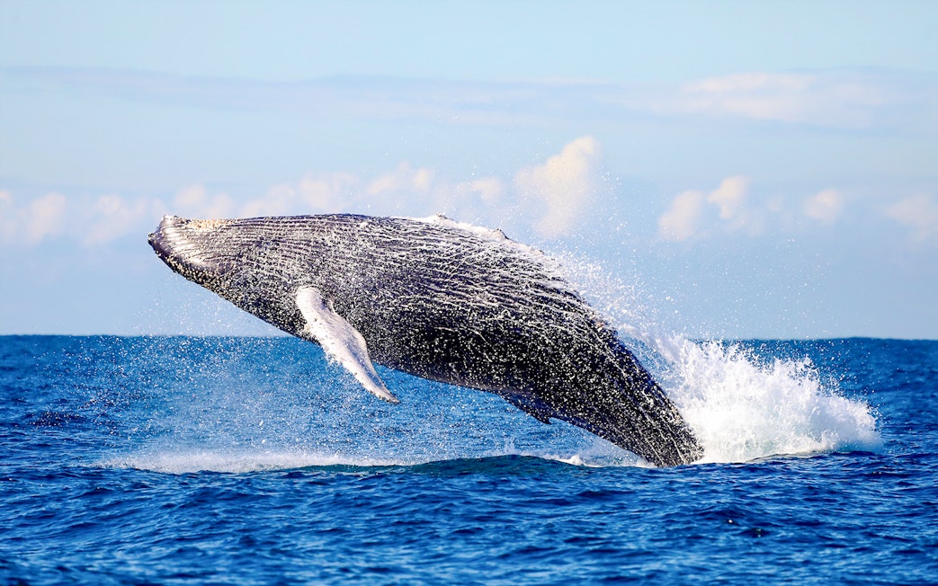 Whale breaching in the ocean near Newcastle, Australia.
