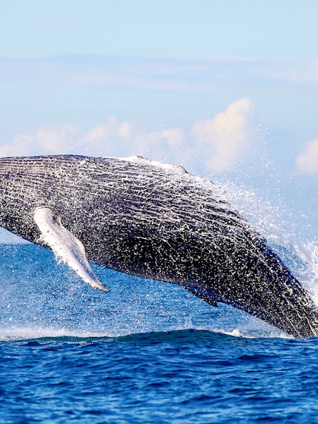 Whale breaching in the ocean near Newcastle, Australia.