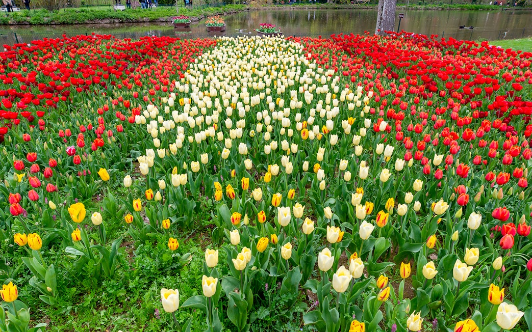 Tulips in Chavenry Castle Gardens with red, yellow, and white blooms near a pond.