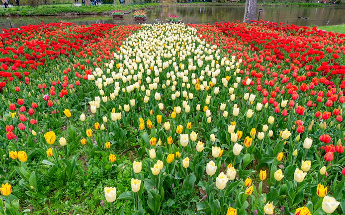 Tulips in Chavenry Castle Gardens with red, yellow, and white blooms near a pond.