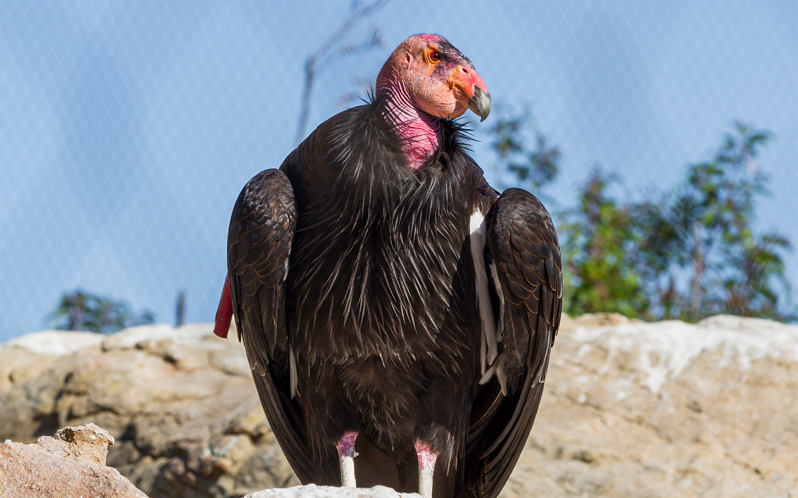 California condor perched at San Diego Zoo.