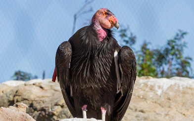 California condor perched at San Diego Zoo.