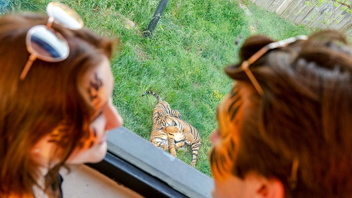 Guests observing tigers at London Zoo after hours.