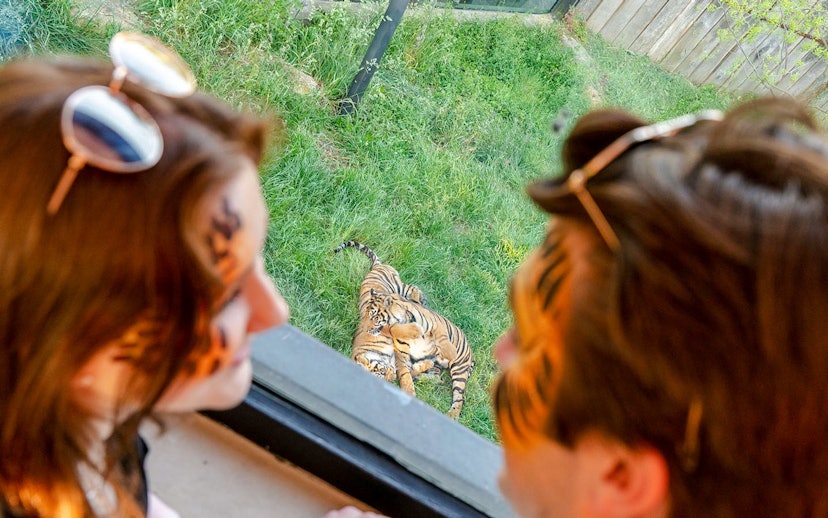Guests observing tigers at London Zoo after hours.