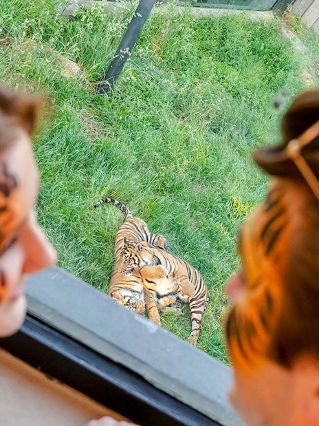 Guests observing tigers at London Zoo after hours.