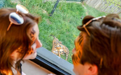 Guests observing tigers at London Zoo after hours.