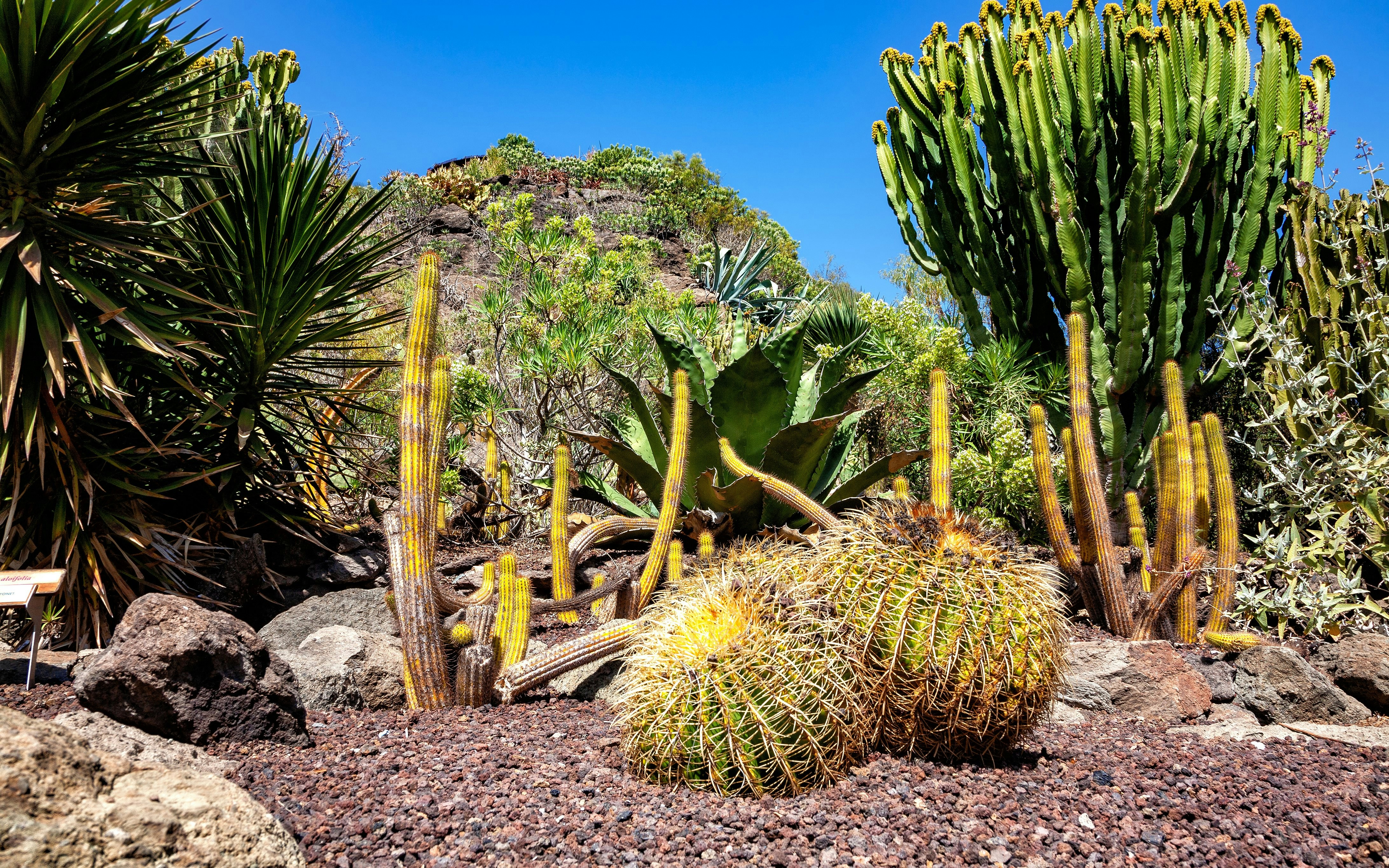 Cacti and succulents in a rocky garden, Gran Canaria, Canary Islands, Spain.