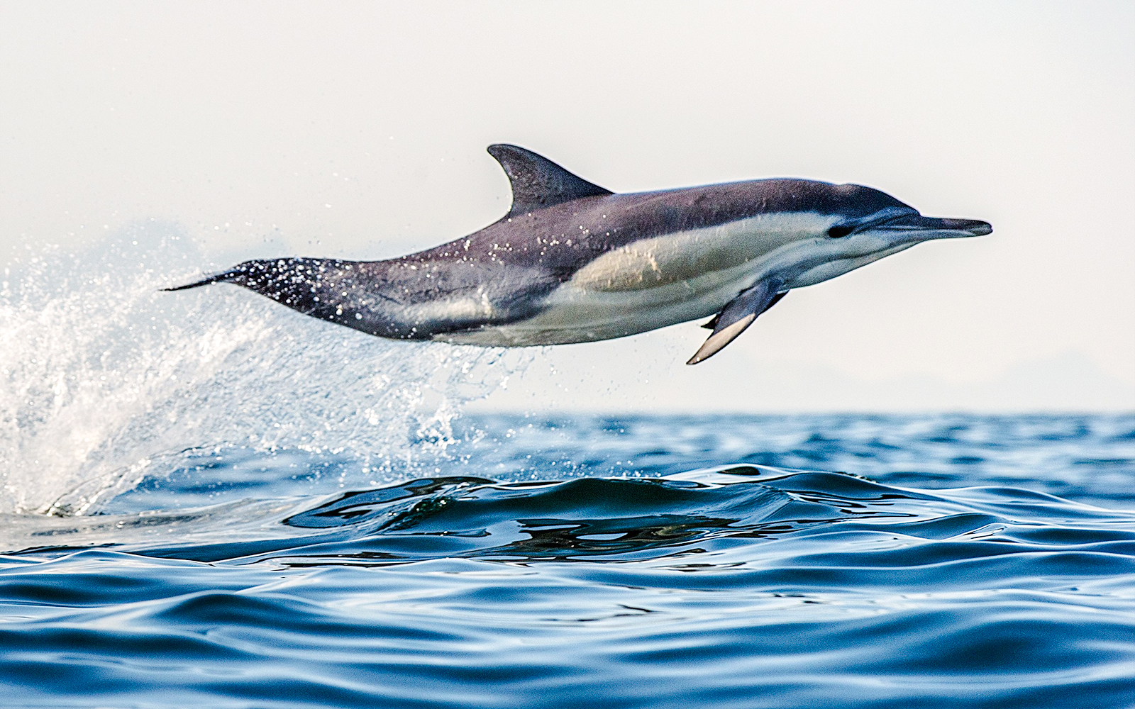 Dolphin leaping from ocean during wildlife cruise.