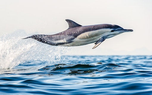 Dolphin leaping from ocean during wildlife cruise.