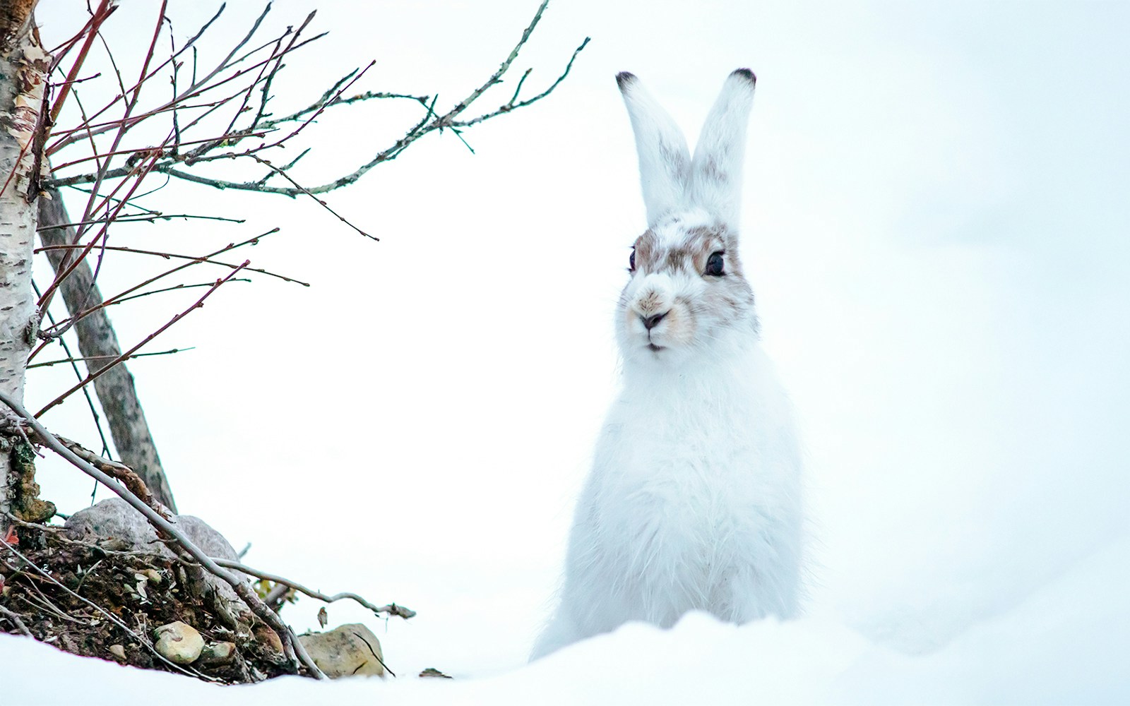 Arctic hare standing in snow near bare branches.