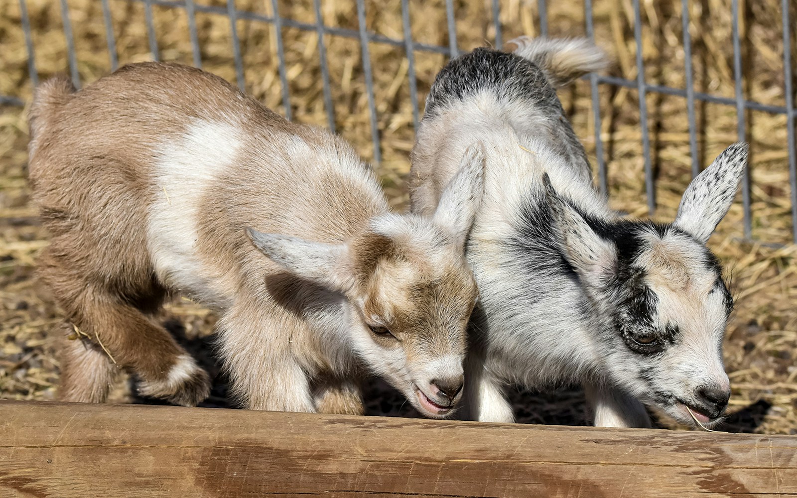 Nigerian Dwarf Goat