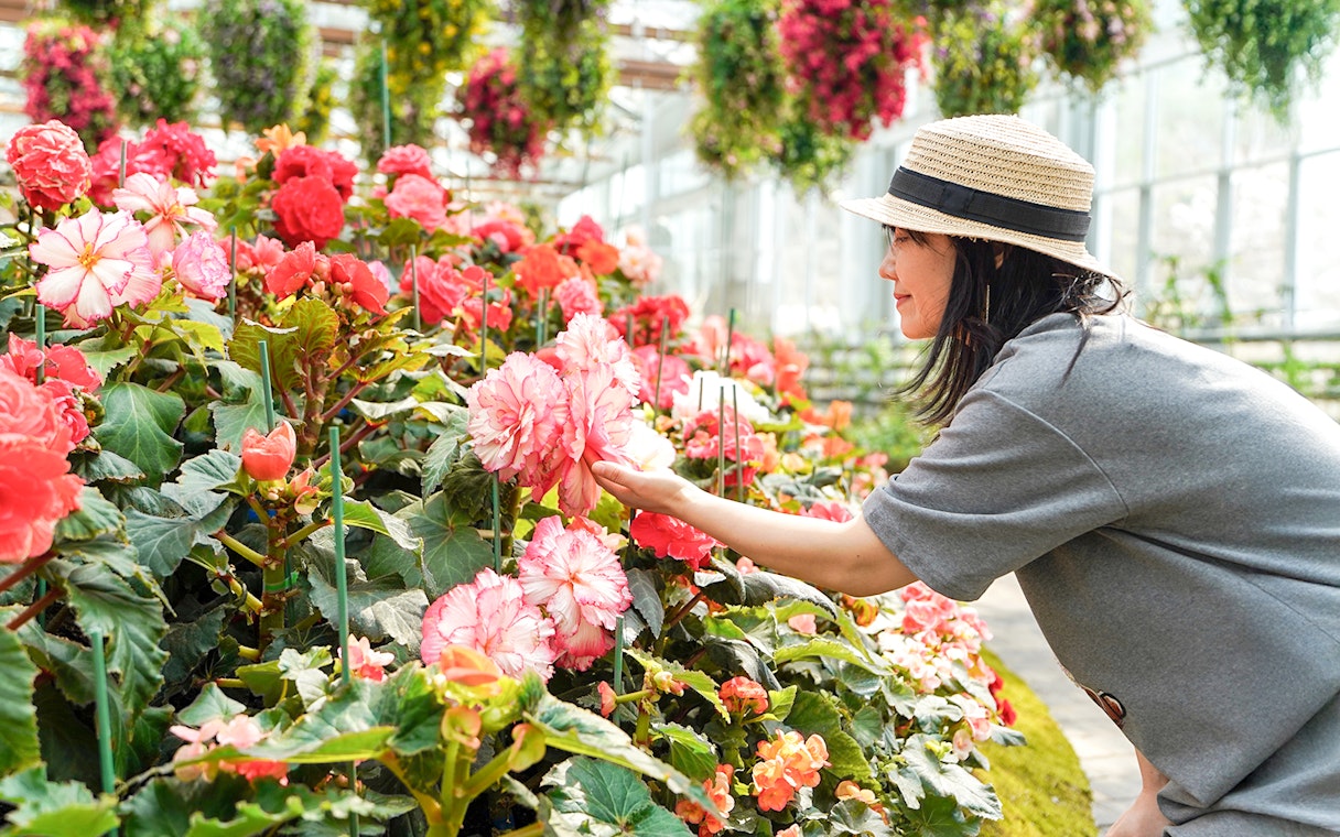 Visitor admires begonia flowers in greenhouse at Gapyeong Begonia Bird Park.