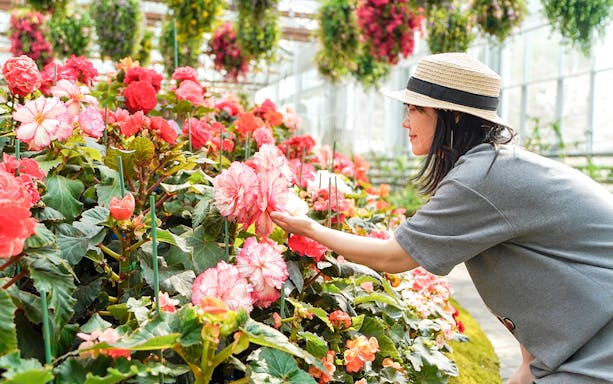 Visitor admires begonia flowers in greenhouse at Gapyeong Begonia Bird Park.