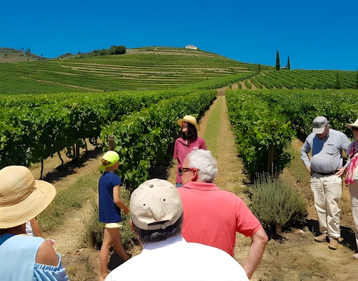 Tourists with guide in Douro Valley vineyard tour.