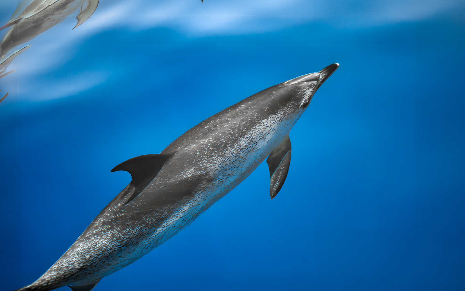 Dolphin swimming underwater during Dolphin & Whale Watching Cruise.