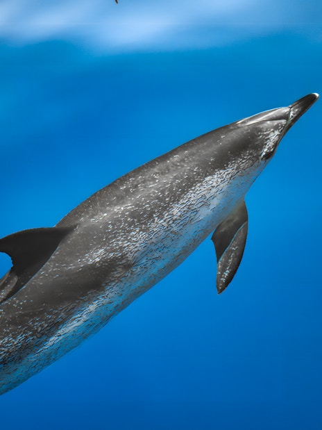 Dolphin swimming underwater during Dolphin & Whale Watching Cruise.