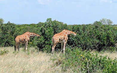 Giraffes grazing in Ol Pejeta Conservancy, Nairobi day tour.