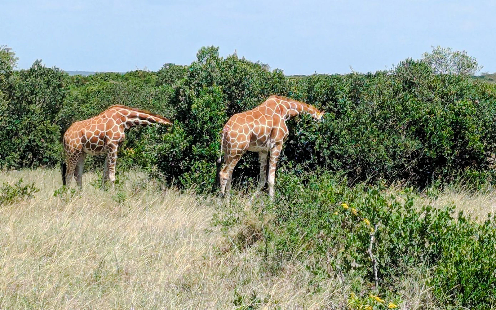 From Nairobi: Ol Pejeta Conservancy Private Day Trip (Product 56359)