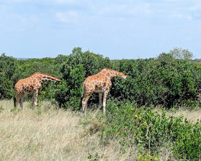 From Nairobi: Ol Pejeta Conservancy Private Day Trip (Product 56359)