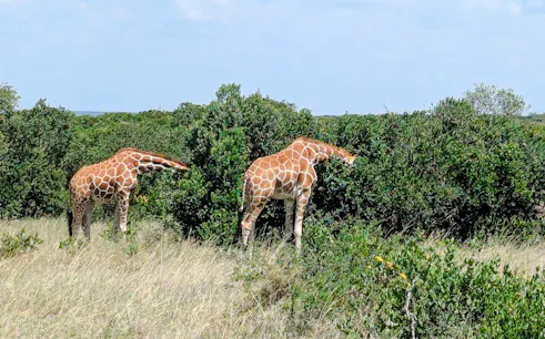 Giraffes grazing in Ol Pejeta Conservancy, Nairobi day tour.