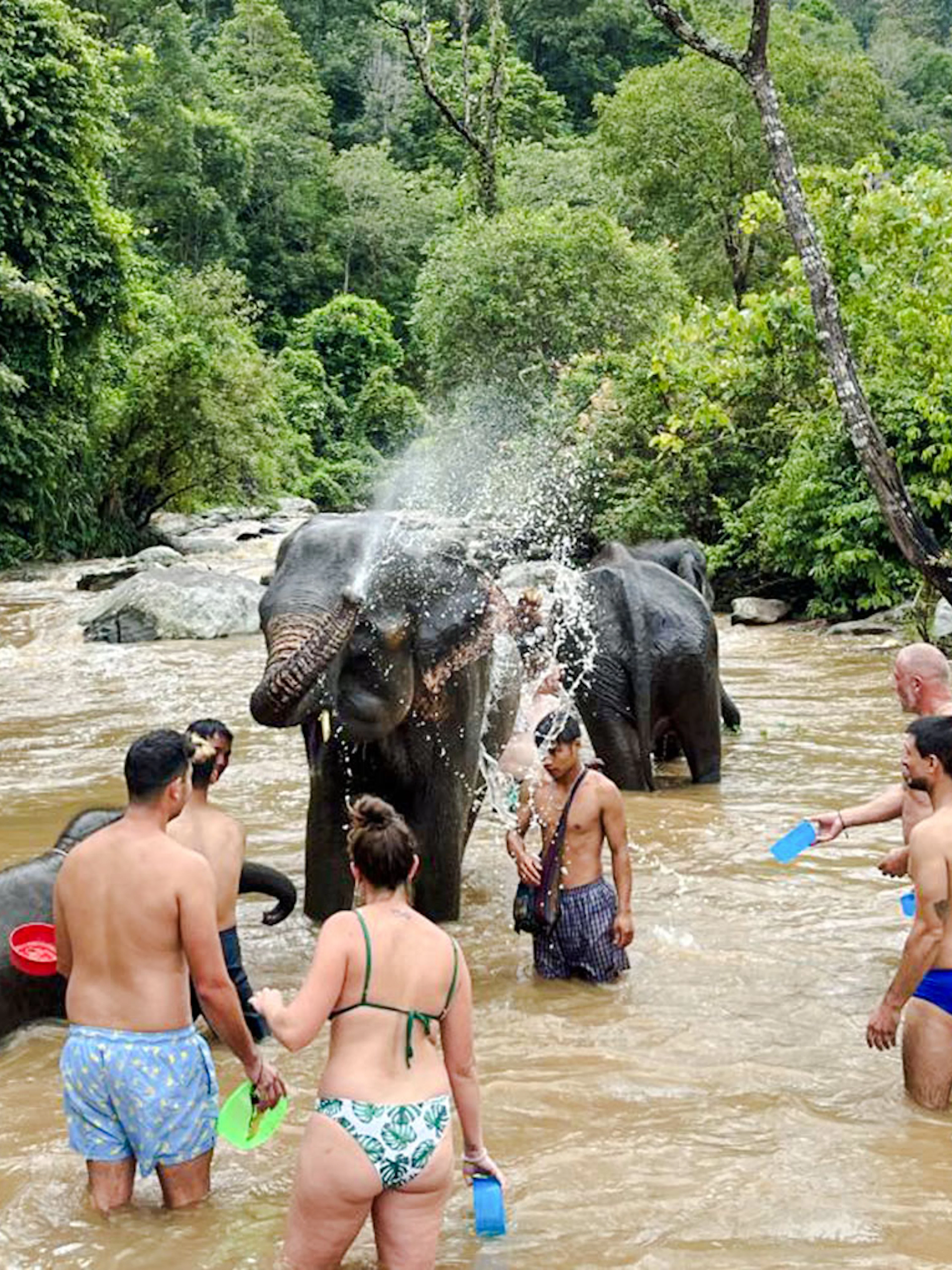 Visitors bathing elephants in a river at Chiang Mai Elephant Sanctuary, surrounded by lush greenery.