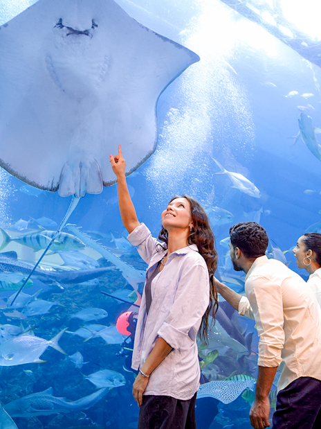Family observing manta rays in Dubai underwater aquarium.