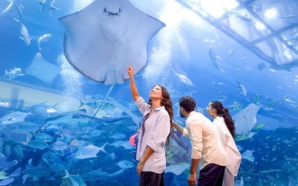 Family observing manta rays in Dubai underwater aquarium.