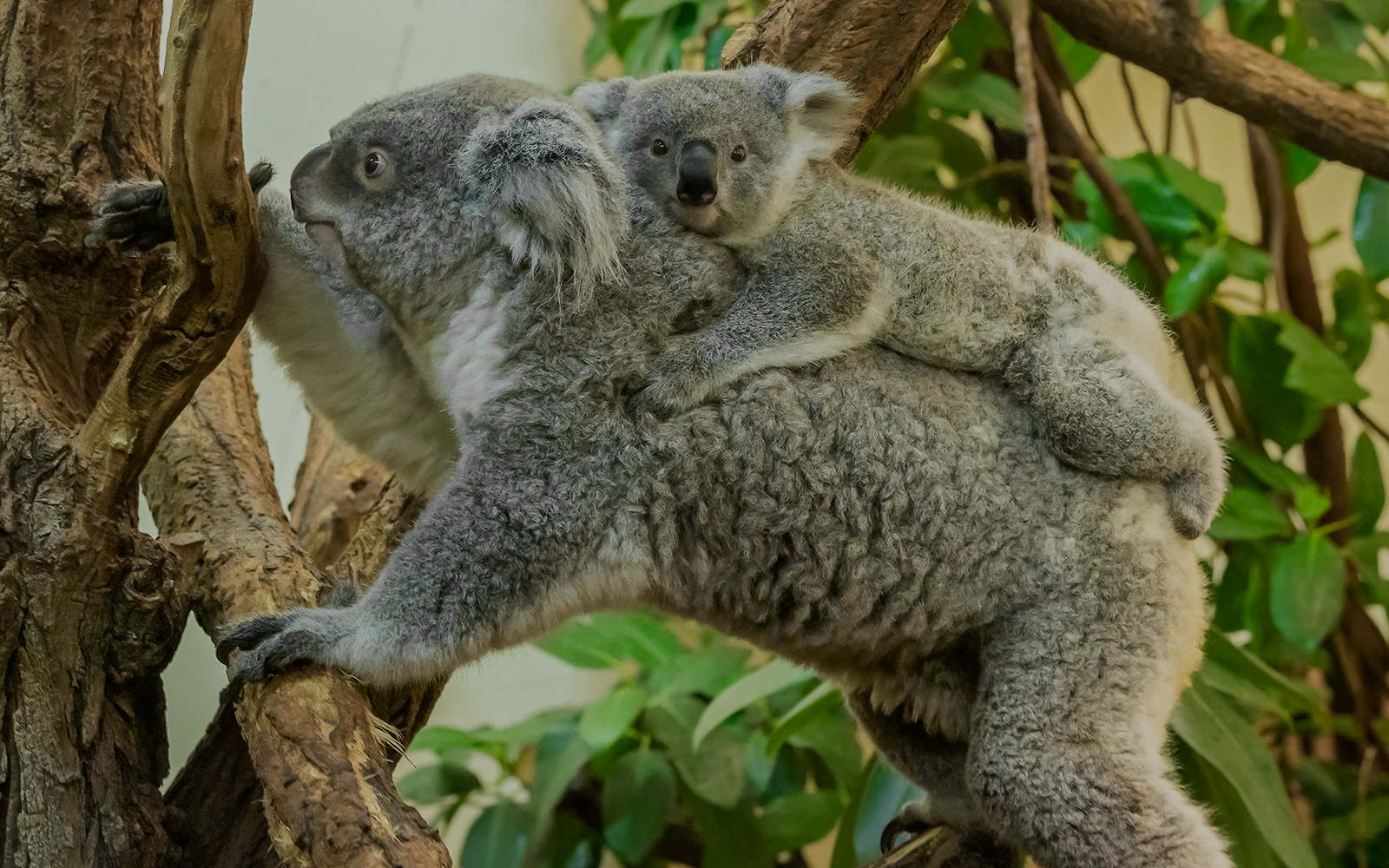 Queensland koala