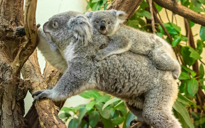 Koala with joey on a tree branch at Schönbrunn Zoo.