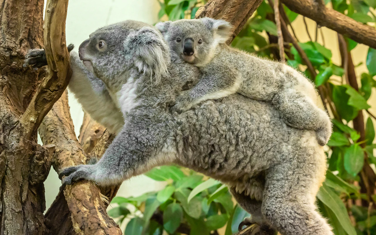Combo: visita sem fila ao Palácio e aos Jardins de Schönbrunn + ingressos sem fila para o zoológico de Schönbrunn — 9
