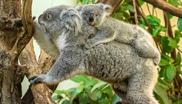 Koala House