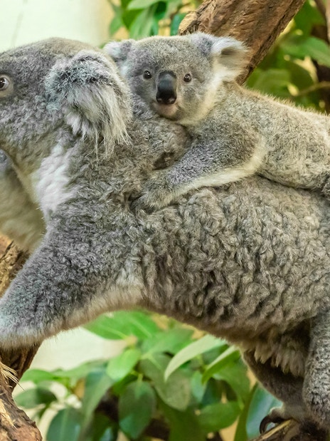 Koala with joey on a tree branch at Schönbrunn Zoo.