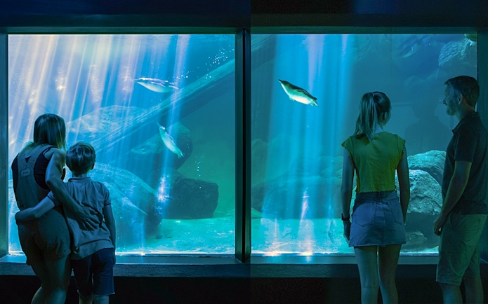 Family observing penguins at SEA LIFE Sunshine Coast aquarium.