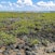Meola Reef
